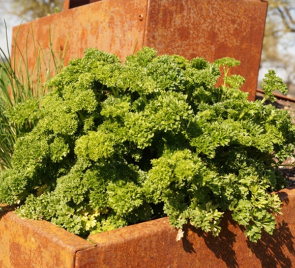 kruterschnecke-eckig-kruterspirale-metall-edelrost-stahl-platten-modern-garten-detail2